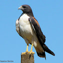White-tailed Hawk