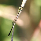 Fragile Forktail