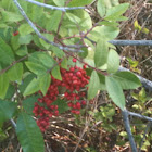 Brazilian Pepper Tree