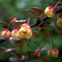 Berberis