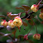 Berberis