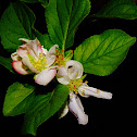 Lemon blossum
