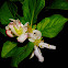Lemon blossum