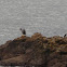 Spotted shag