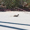 Ground Squirrel 
