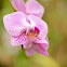 Moth Orchid