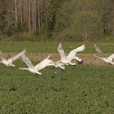 Whooper swan