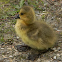 Canadian Gosling