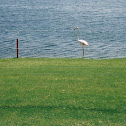 Andean Flamingo