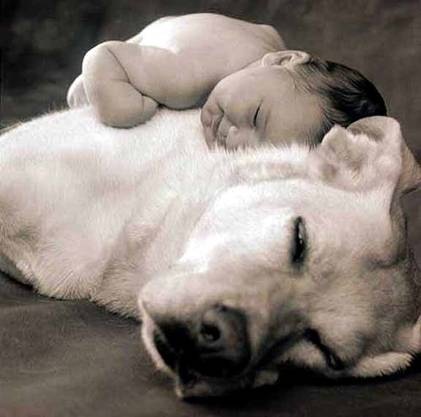 [baby resting on dog[9].jpg]