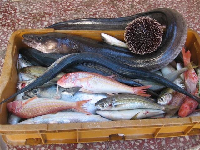 [HVAR FISCH[2].jpg]