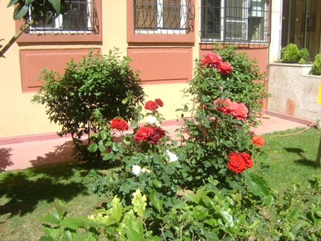 Tercüman Sitesi (İstanbul-Cevizlibağ), Gül fotoğrafları, Bahçedeki güller, bahçe Fotoğrafları, gül resimleri
