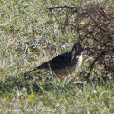 Thekla Lark; Cogujada Montesina