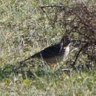 Thekla Lark; Cogujada Montesina