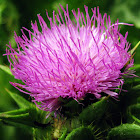 Milk Thistle