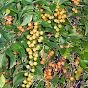 Golden Dew Drops / Duranta