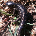 Spotted Salamander