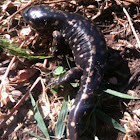 Spotted Salamander