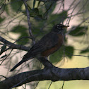 American Robin