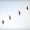 Roseate Spoonbill