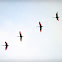 Roseate Spoonbill