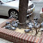 pigeons
