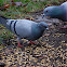 Feral Pigeon (city pigeons)