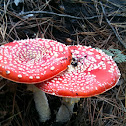 Fly agaric