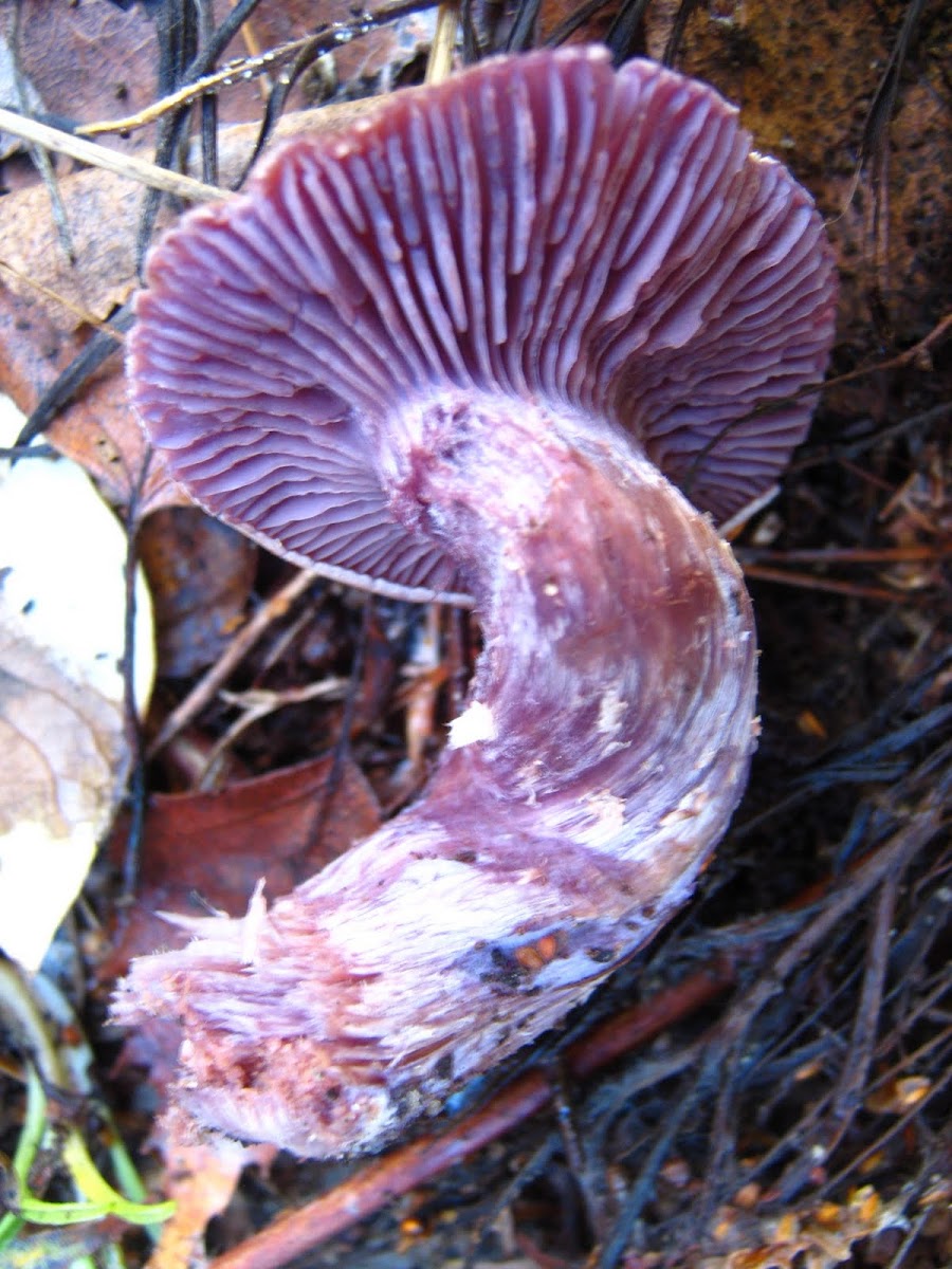 Purple-gilled laccaria,