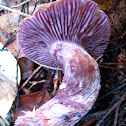 Purple-gilled laccaria,