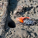 Mangrove Fiddler Crab
