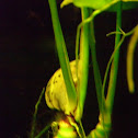 snail