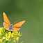 Ruddy Copper