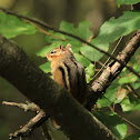 Chipmunk