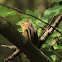 Chipmunk