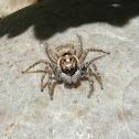 Jumping spider (female)