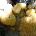 Hypocrea