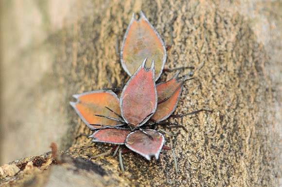 Spotting Image 1