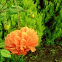 Ball Dahlia