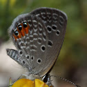 Grass Jewel Blue