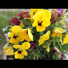Pansy