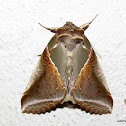 Drepanidae