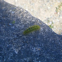 Io Moth Caterpillar