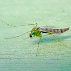 Chironomid midge (Male)
