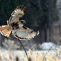 Red Tailed Hawk