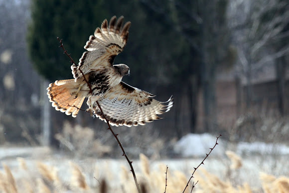 Spotting Image 1