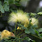 Lebbeck  Tree