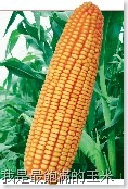 corn_s