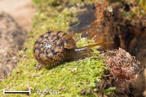 [Snails2.jpg]