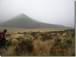 Passing through the golden tussocks